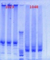 Thumbnail for version as of 15:21, 5 April 2012