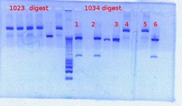 1023+1034digest detect 4-2-2012.JPG