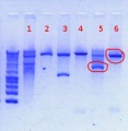 Thumbnail for version as of 11:27, 31 December 2012