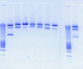 Thumbnail for version as of 17:30, 25 October 2010