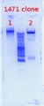 Thumbnail for version as of 16:01, 28 December 2012