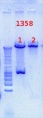 Thumbnail for version as of 09:12, 5 September 2012