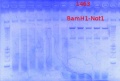 Thumbnail for version as of 17:00, 25 November 2012