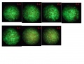 Thumbnail for version as of 15:57, 4 November 2011