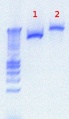 Thumbnail for version as of 16:25, 26 June 2012