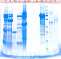 Thumbnail for version as of 09:40, 20 September 2013