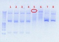 Thumbnail for version as of 16:13, 17 August 2012