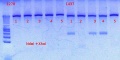Thumbnail for version as of 16:24, 28 November 2012