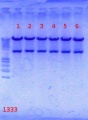 Thumbnail for version as of 13:56, 24 August 2012