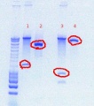 Thumbnail for version as of 14:30, 30 September 2011