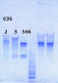 Thumbnail for version as of 11:49, 10 June 2013