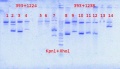 Thumbnail for version as of 15:41, 9 August 2012
