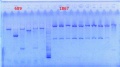 Thumbnail for version as of 14:08, 25 September 2013