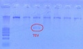 Thumbnail for version as of 13:53, 24 October 2011