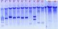 Thumbnail for version as of 15:10, 11 August 2011
