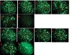 Thumbnail for version as of 15:35, 27 November 2013