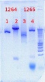 Thumbnail for version as of 15:13, 31 July 2012