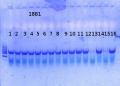 Thumbnail for version as of 12:25, 6 February 2015