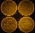 Thumbnail for version as of 13:27, 18 January 2014