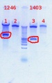 Thumbnail for version as of 13:12, 26 September 2012