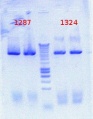 Thumbnail for version as of 13:59, 21 August 2012