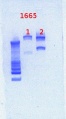Thumbnail for version as of 13:44, 15 February 2013