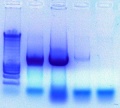 Thumbnail for version as of 16:39, 18 March 2011