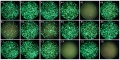 Thumbnail for version as of 16:41, 19 September 2014
