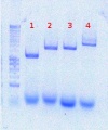 Thumbnail for version as of 09:49, 2 August 2012