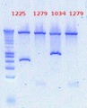 Thumbnail for version as of 17:17, 14 December 2012