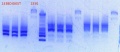 Thumbnail for version as of 09:55, 22 January 2013