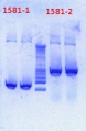 Thumbnail for version as of 15:50, 21 February 2013