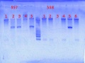 Thumbnail for version as of 13:13, 8 May 2013