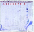 Thumbnail for version as of 16:06, 3 January 2013