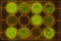 Thumbnail for version as of 10:55, 17 November 2011