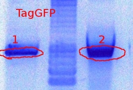 382TagGFP-digest-9-26-2011.JPG