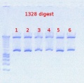 Thumbnail for version as of 12:13, 13 August 2012