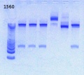 Thumbnail for version as of 17:57, 28 January 2013