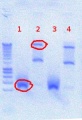 Thumbnail for version as of 15:35, 15 August 2012