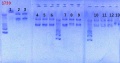 Thumbnail for version as of 16:01, 13 June 2013
