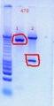 Thumbnail for version as of 14:50, 20 October 2011
