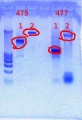 Thumbnail for version as of 16:26, 15 December 2011