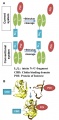 Thumbnail for version as of 16:26, 29 June 2014