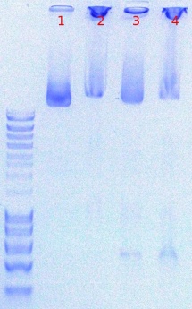 PEG-Plasmid-Maxi-Prep.JPG
