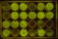 Thumbnail for version as of 16:44, 29 January 2014