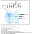 Thumbnail for version as of 16:31, 29 June 2014