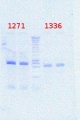 Thumbnail for version as of 13:52, 20 August 2012