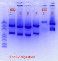 Thumbnail for version as of 13:24, 24 June 2017