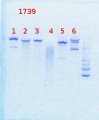 Thumbnail for version as of 16:01, 18 July 2013