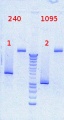 Thumbnail for version as of 14:05, 24 October 2012
